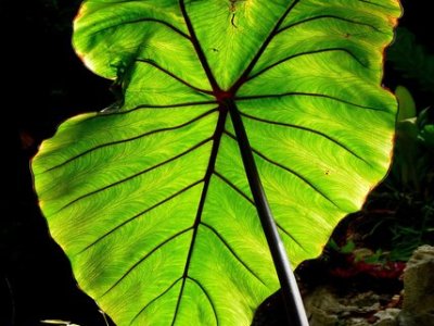 6.6 Overtaken by Awe: Sheila Heti speaks with Sunny Yudkoff&nbsp;(JP)